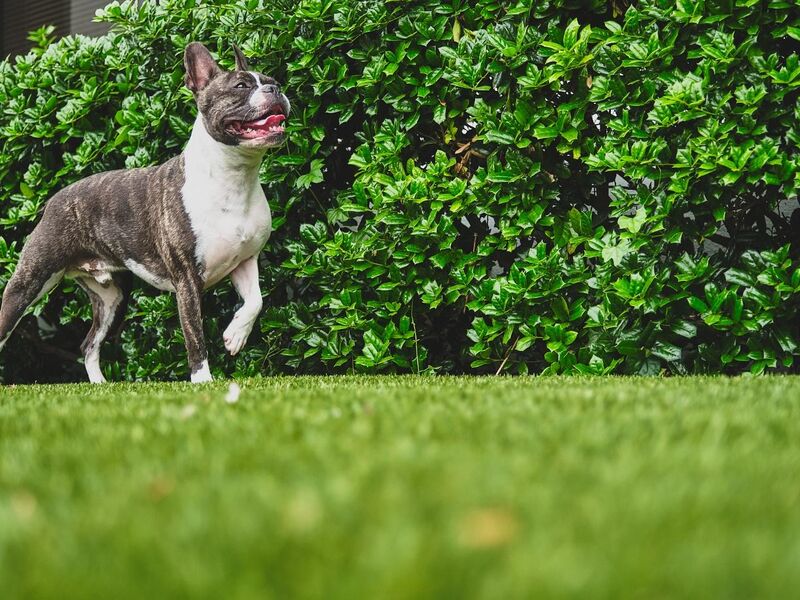 Porovnanie: Umelý trávnik vs. prírodný trávnik – čo sa oplatí?